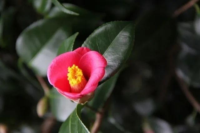 我在日本吃了碗“国产挂面”，日本人管这叫乌冬面？