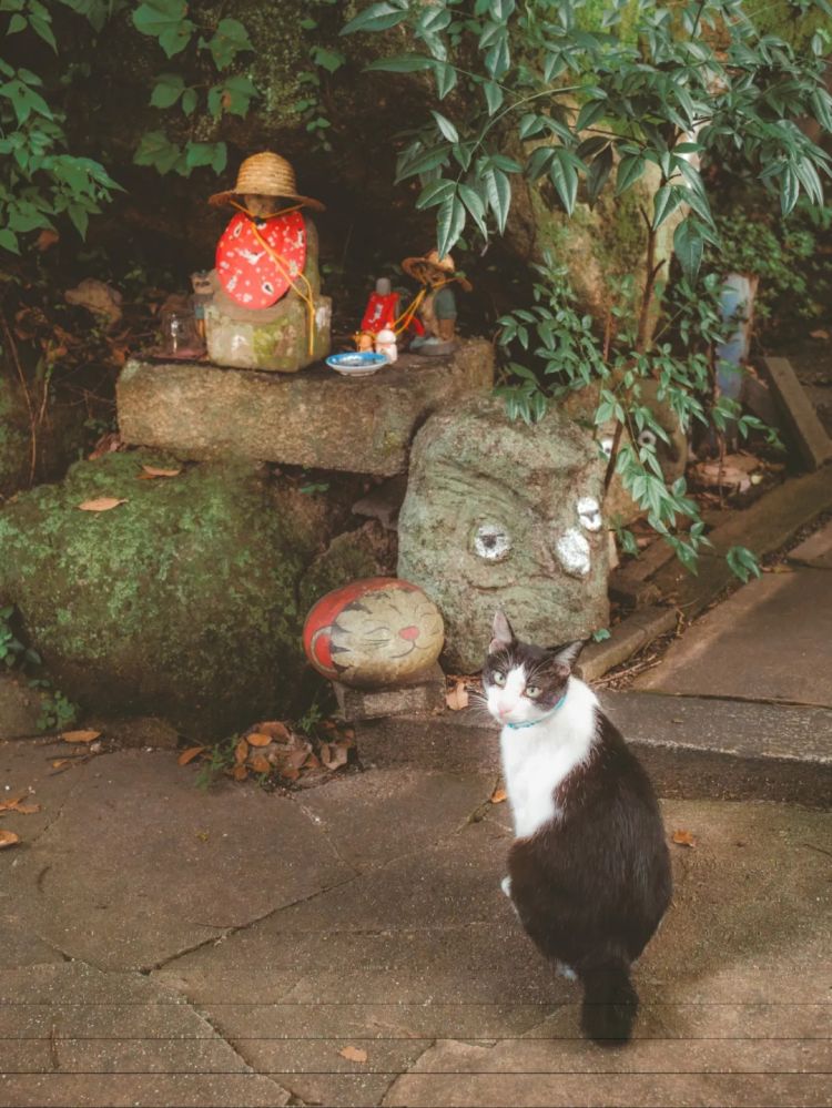 第246期:石破茂将辞职首相?日美达成关税协议;田中圭永野芽郁海外密会?中国恢复449种日本水产进口 | 百通板 第246期:石破茂将辞职首相?日美达成关税协议;田中圭永野芽郁海外密会?中国恢复449种日本水产进口 | 百通板