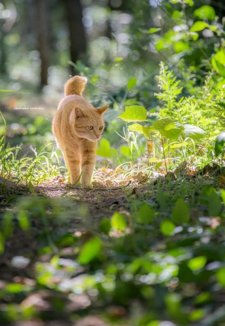 第246期:石破茂将辞职首相?日美达成关税协议;田中圭永野芽郁海外密会?中国恢复449种日本水产进口 | 百通板 第246期:石破茂将辞职首相?日美达成关税协议;田中圭永野芽郁海外密会?中国恢复449种日本水产进口 | 百通板