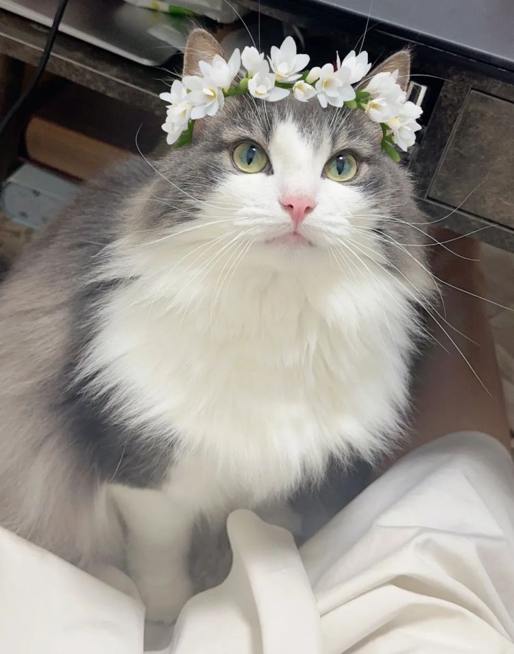 第247期:海啸预警!末日预言又灵验了?杰尼斯恋爱潮 有村架纯高桥海人持续热恋中;日本放宽本科留学? | 百通板 第247期:海啸预警!末日预言又灵验了?杰尼斯恋爱潮 有村架纯高桥海人持续热恋中;日本放宽本科留学? | 百通板