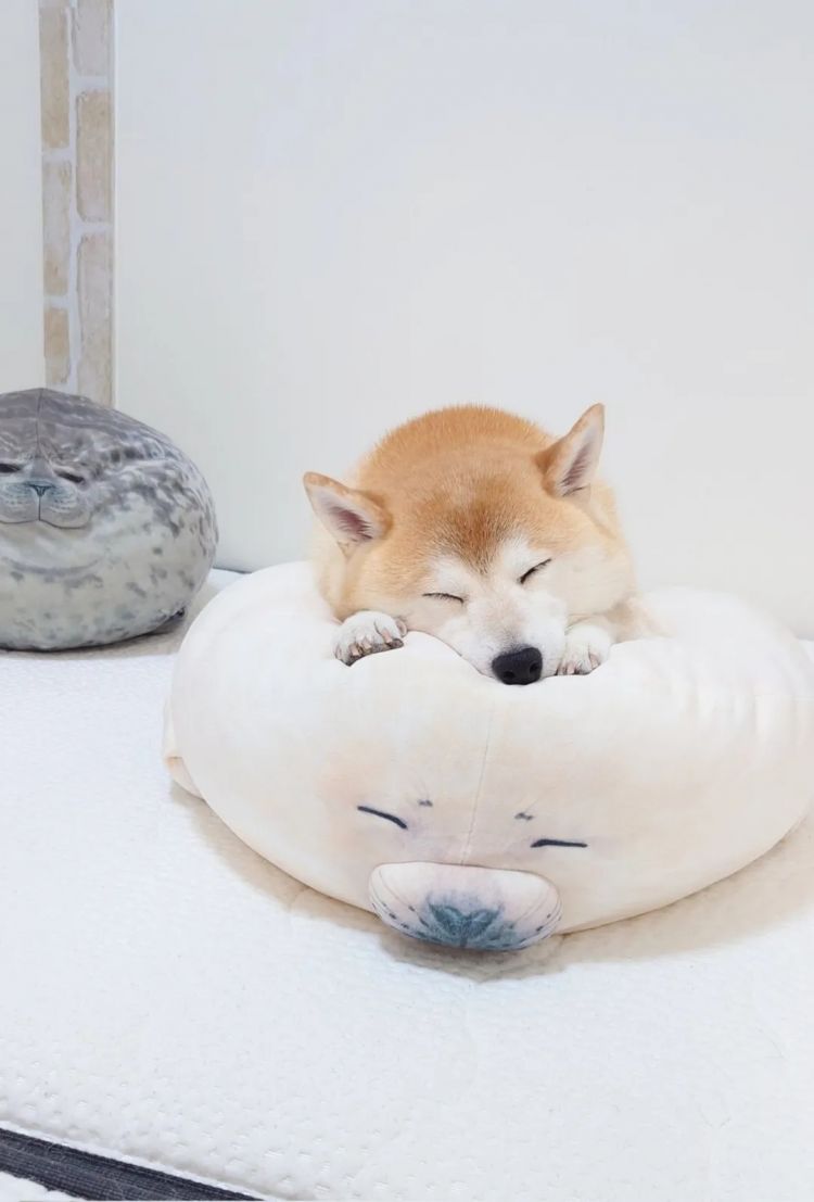 第247期:海啸预警!末日预言又灵验了?杰尼斯恋爱潮 有村架纯高桥海人持续热恋中;日本放宽本科留学? | 百通板 第247期:海啸预警!末日预言又灵验了?杰尼斯恋爱潮 有村架纯高桥海人持续热恋中;日本放宽本科留学? | 百通板