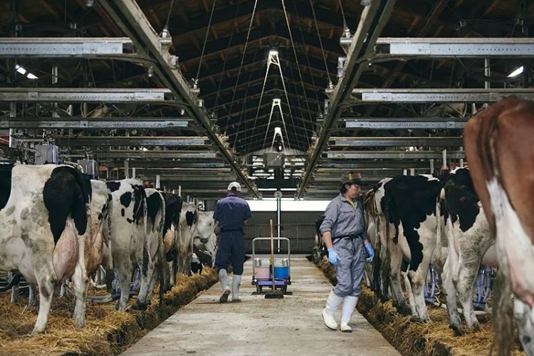 短短百余年，日本是如何把牛奶变得那么好喝的？