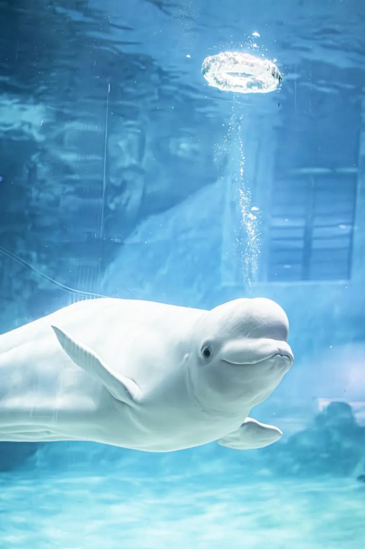 第249期:日本人口将不足1.2亿?IVE概念短片日本争议?日本麦当劳宝可梦联名乱象;张本智和夺冠 | 百通板 第249期:日本人口将不足1.2亿?IVE概念短片日本争议?日本麦当劳宝可梦联名乱象;张本智和夺冠 | 百通板