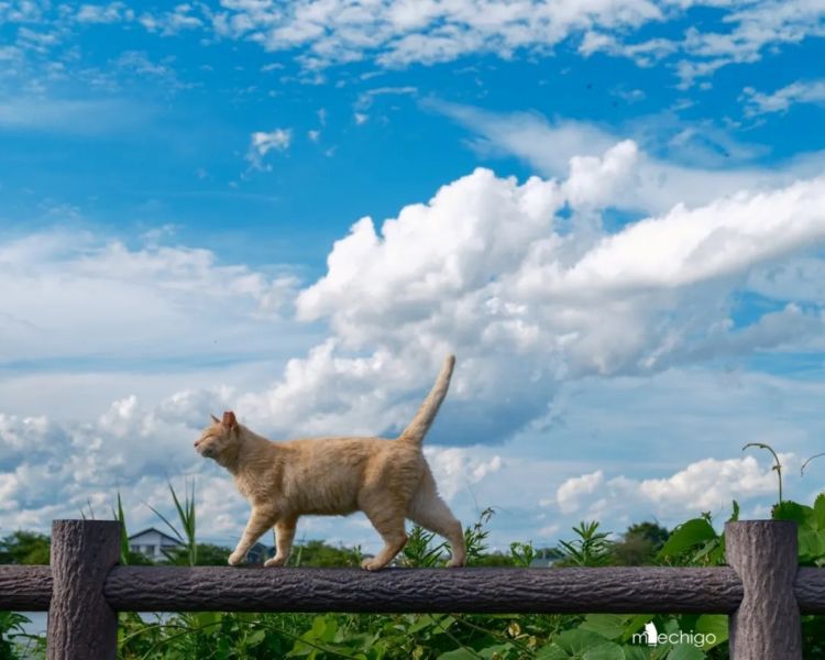 第249期:日本人口将不足1.2亿?IVE概念短片日本争议?日本麦当劳宝可梦联名乱象;张本智和夺冠 | 百通板 第249期:日本人口将不足1.2亿?IVE概念短片日本争议?日本麦当劳宝可梦联名乱象;张本智和夺冠 | 百通板