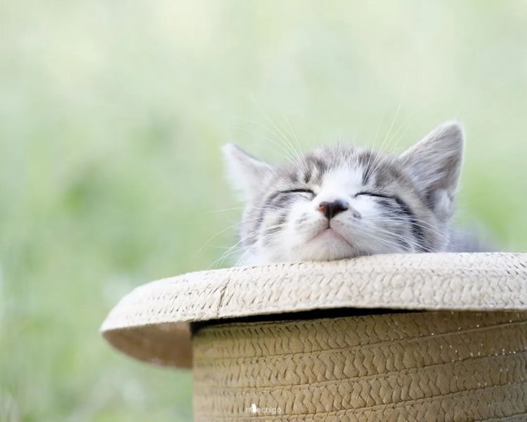 第249期:日本人口将不足1.2亿?IVE概念短片日本争议?日本麦当劳宝可梦联名乱象;张本智和夺冠 | 百通板 第249期:日本人口将不足1.2亿?IVE概念短片日本争议?日本麦当劳宝可梦联名乱象;张本智和夺冠 | 百通板