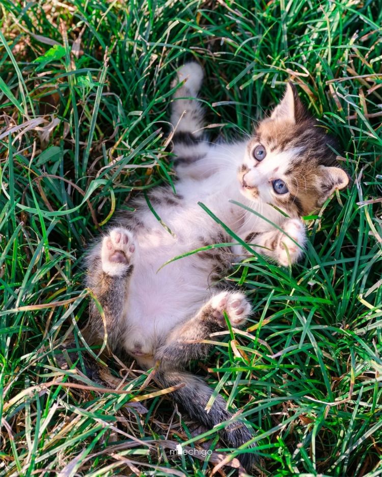 第249期:日本人口将不足1.2亿?IVE概念短片日本争议?日本麦当劳宝可梦联名乱象;张本智和夺冠 | 百通板 第249期:日本人口将不足1.2亿?IVE概念短片日本争议?日本麦当劳宝可梦联名乱象;张本智和夺冠 | 百通板