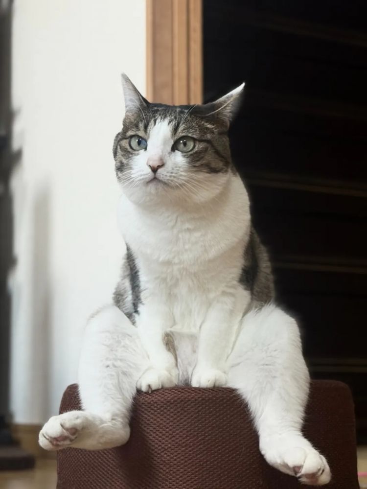 第250期:福山雅治涉性丑闻?日本青少年药物成瘾泛滥;LISA与坂口健太郎亲密照争议?前田敦子回归AKB?| 百通板 第250期:福山雅治涉性丑闻?日本青少年药物成瘾泛滥;LISA与坂口健太郎亲密照争议?前田敦子回归AKB?| 百通板