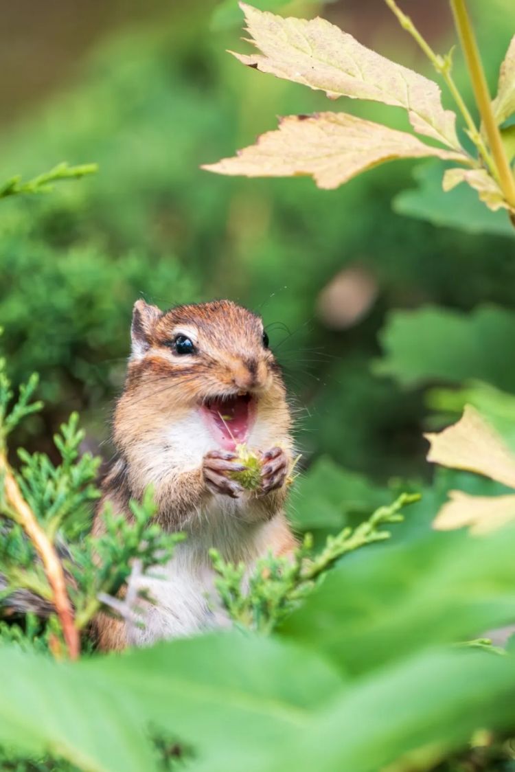 第250期:福山雅治涉性丑闻?日本青少年药物成瘾泛滥;LISA与坂口健太郎亲密照争议?前田敦子回归AKB?| 百通板 第250期:福山雅治涉性丑闻?日本青少年药物成瘾泛滥;LISA与坂口健太郎亲密照争议?前田敦子回归AKB?| 百通板