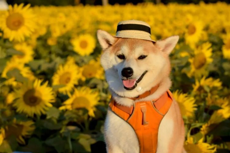 第251期:日本人在台举中国国旗?滨寿司再现食品安全问题;知名动画抄袭X JAPAN?usj联动世博 | 百通板 第251期:日本人在台举中国国旗?滨寿司再现食品安全问题;知名动画抄袭X JAPAN?usj联动世博 | 百通板