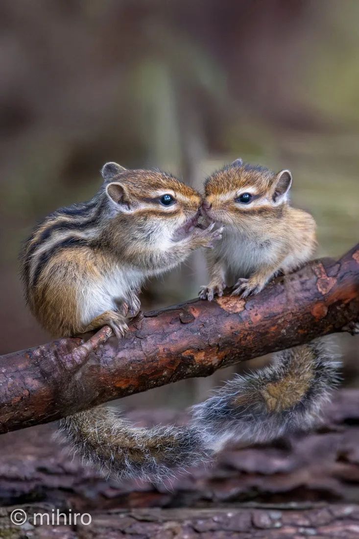 第251期:日本人在台举中国国旗?滨寿司再现食品安全问题;知名动画抄袭X JAPAN?usj联动世博 | 百通板 第251期:日本人在台举中国国旗?滨寿司再现食品安全问题;知名动画抄袭X JAPAN?usj联动世博 | 百通板