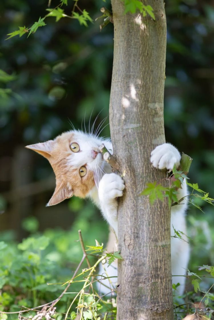 第252期：日本出生人口再创新低；鸠山由纪夫出席九三阅兵；极乐净土组合解散？二宫和也《8号出口》确认引进 | 百通板