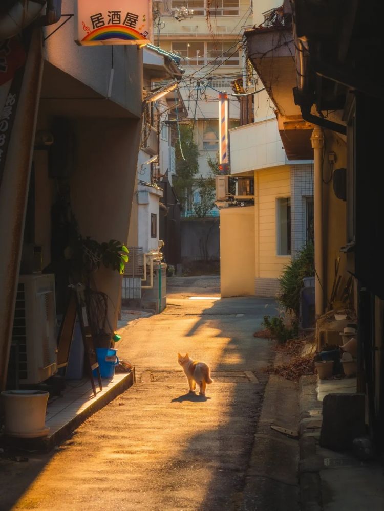 第252期：日本出生人口再创新低；鸠山由纪夫出席九三阅兵；极乐净土组合解散？二宫和也《8号出口》确认引进 | 百通板