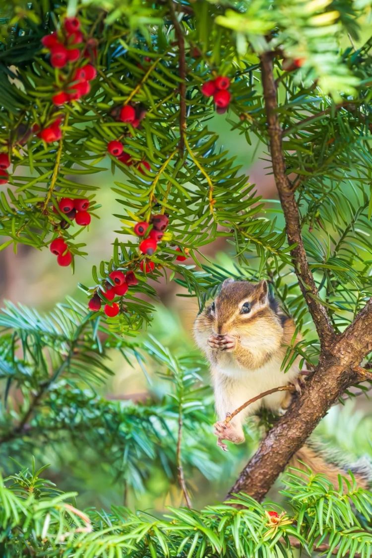 第252期：日本出生人口再创新低；鸠山由纪夫出席九三阅兵；极乐净土组合解散？二宫和也《8号出口》确认引进 | 百通板