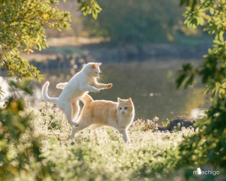 第252期：日本出生人口再创新低；鸠山由纪夫出席九三阅兵；极乐净土组合解散？二宫和也《8号出口》确认引进 | 百通板