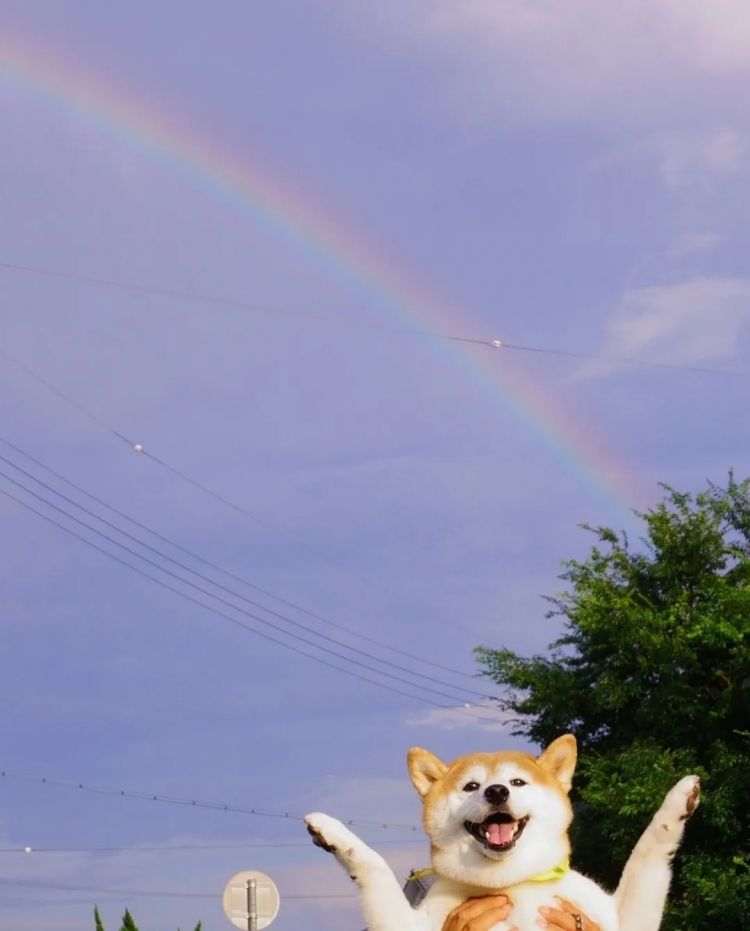 第252期：日本出生人口再创新低；鸠山由纪夫出席九三阅兵；极乐净土组合解散？二宫和也《8号出口》确认引进 | 百通板