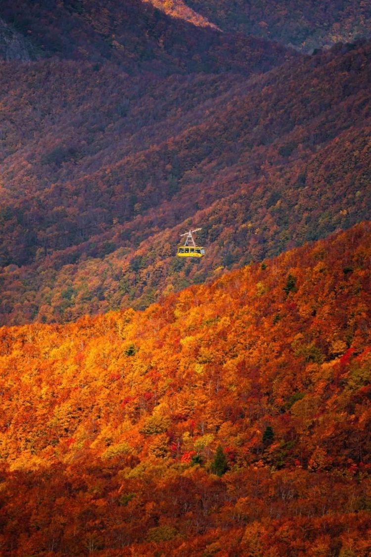 第253期:永野芽郁插足坂口健太郎多角恋?石破茂辞职;悠仁亲王举行成年式;中国电视占据日本市场 | 百通板 第253期:永野芽郁插足坂口健太郎多角恋?石破茂辞职;悠仁亲王举行成年式;中国电视占据日本市场 | 百通板