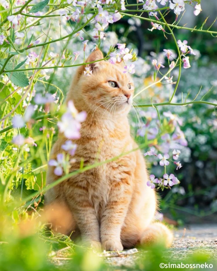 第253期:永野芽郁插足坂口健太郎多角恋?石破茂辞职;悠仁亲王举行成年式;中国电视占据日本市场 | 百通板 第253期:永野芽郁插足坂口健太郎多角恋?石破茂辞职;悠仁亲王举行成年式;中国电视占据日本市场 | 百通板