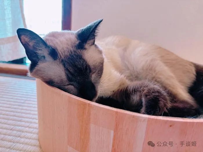 “暹罗猫小豆泥”去世