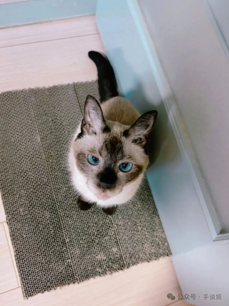 “暹罗猫小豆泥”去世