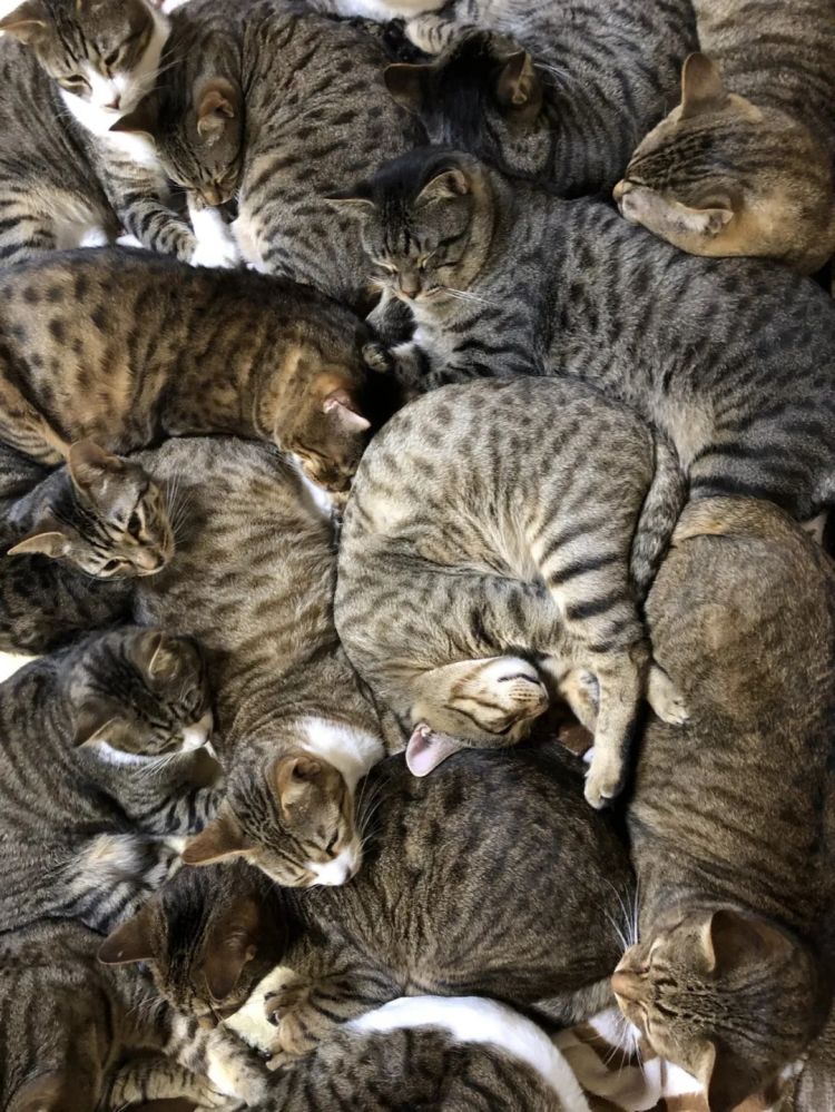 第254期：日本将整治排外言论？花泽香菜小野贤章离婚；中国患者被收三倍医疗费？日本成立AI战略部？ | 百通板