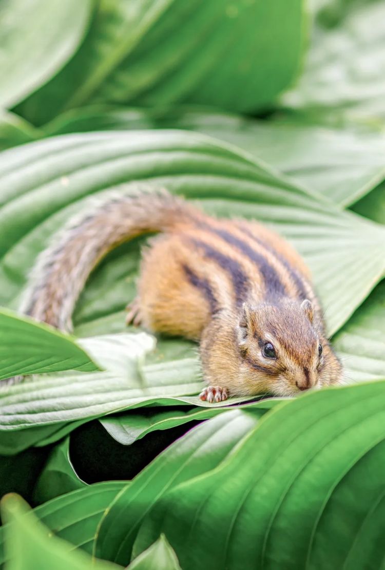 第254期：日本将整治排外言论？花泽香菜小野贤章离婚；中国患者被收三倍医疗费？日本成立AI战略部？ | 百通板