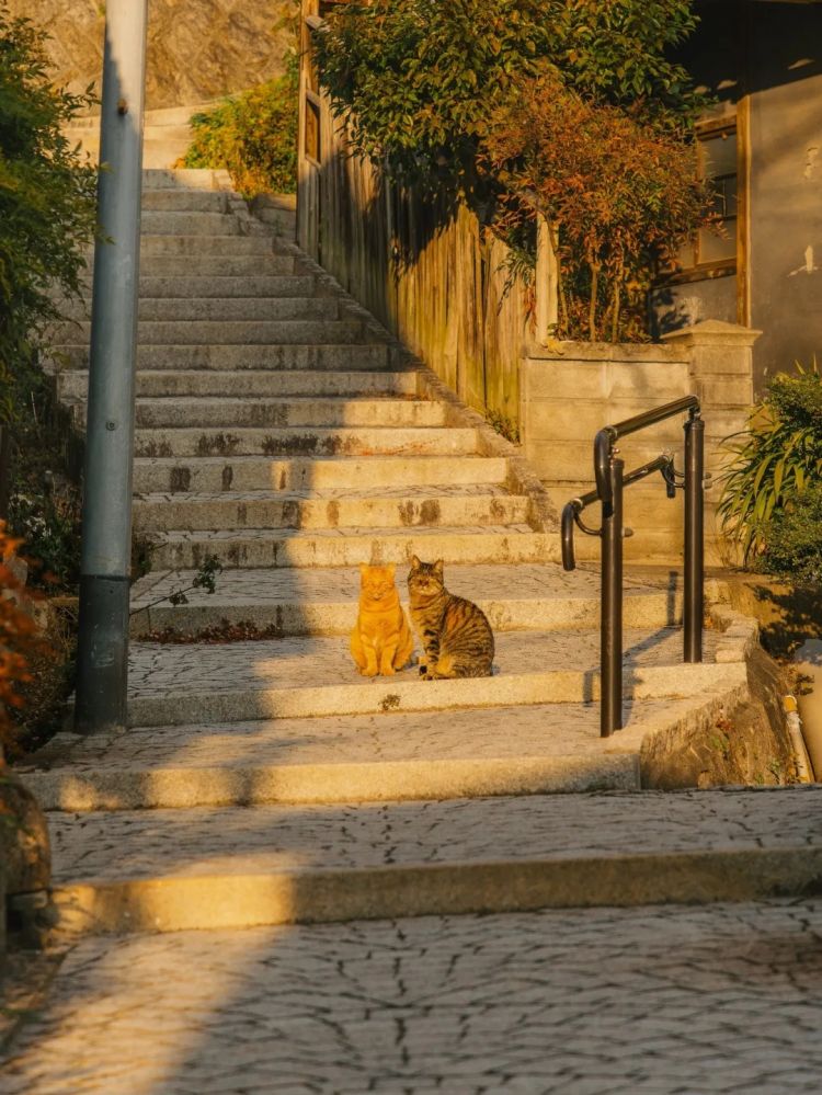 第254期：日本将整治排外言论？花泽香菜小野贤章离婚；中国患者被收三倍医疗费？日本成立AI战略部？ | 百通板