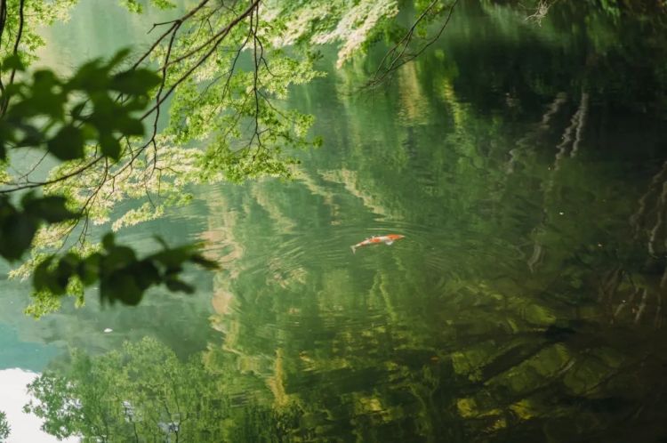 第254期：日本将整治排外言论？花泽香菜小野贤章离婚；中国患者被收三倍医疗费？日本成立AI战略部？ | 百通板