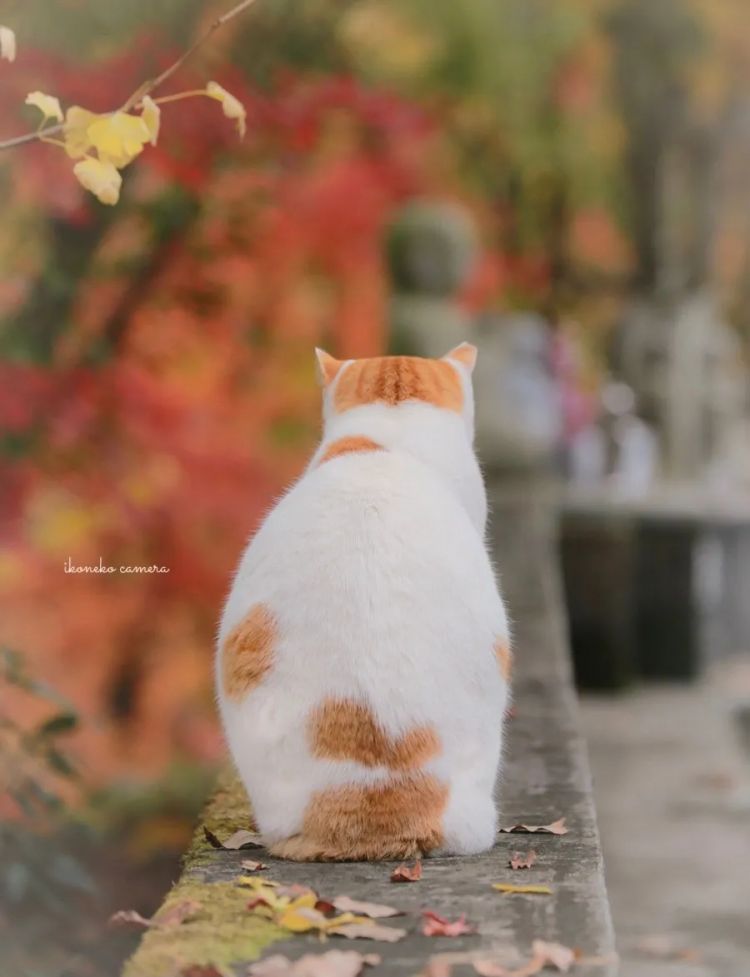 第254期：日本将整治排外言论？花泽香菜小野贤章离婚；中国患者被收三倍医疗费？日本成立AI战略部？ | 百通板