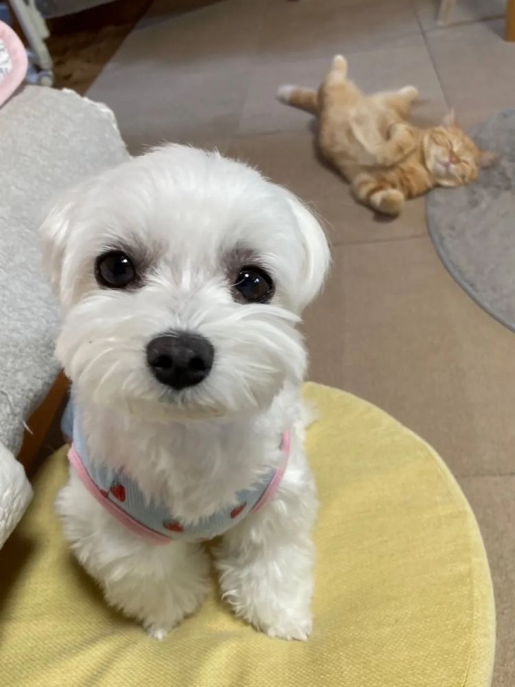 第255期:日本建外国人公寓?大阪世博烟花致游客受伤;知名电音女团解散?乐队结婚潮? | 百通板 第255期:日本建外国人公寓?大阪世博烟花致游客受伤;知名电音女团解散?乐队结婚潮? | 百通板