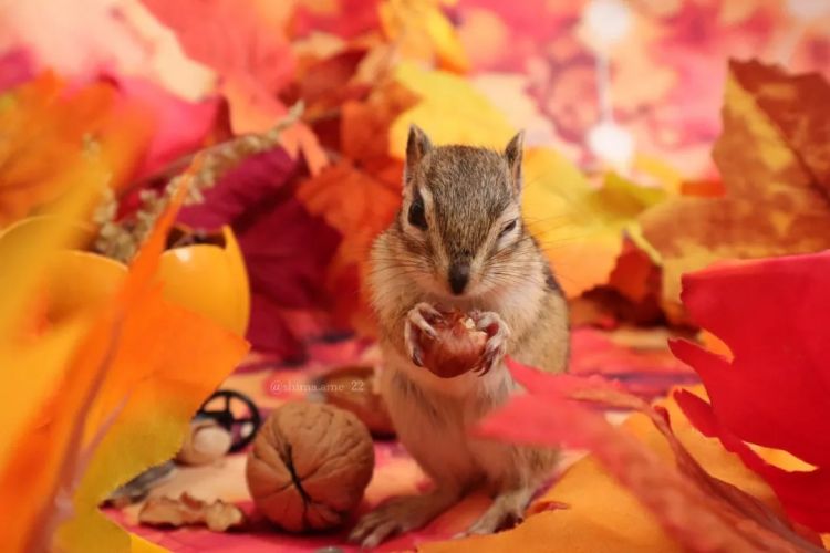 第255期:日本建外国人公寓?大阪世博烟花致游客受伤;知名电音女团解散?乐队结婚潮? | 百通板 第255期:日本建外国人公寓?大阪世博烟花致游客受伤;知名电音女团解散?乐队结婚潮? | 百通板