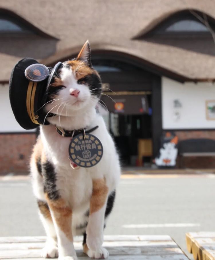 第256期:日本大地震概率又高了?特朗普宝可梦打击移民?拉布布联名大阪世博 | 百通板 第256期:日本大地震概率又高了?特朗普宝可梦打击移民?拉布布联名大阪世博 | 百通板