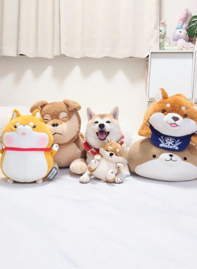 第256期:日本大地震概率又高了?特朗普宝可梦打击移民?拉布布联名大阪世博 | 百通板 第256期:日本大地震概率又高了?特朗普宝可梦打击移民?拉布布联名大阪世博 | 百通板