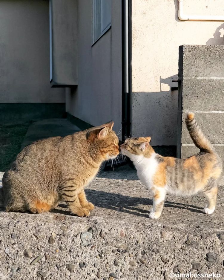 第257期:高市早苗成日本首任女首相?称日本人需像牛马一样工作;国庆周海外游日本最热门;诺贝尔奖出炉 | 百通板 第257期:高市早苗成日本首任女首相?称日本人需像牛马一样工作;国庆周海外游日本最热门;诺贝尔奖出炉 | 百通板