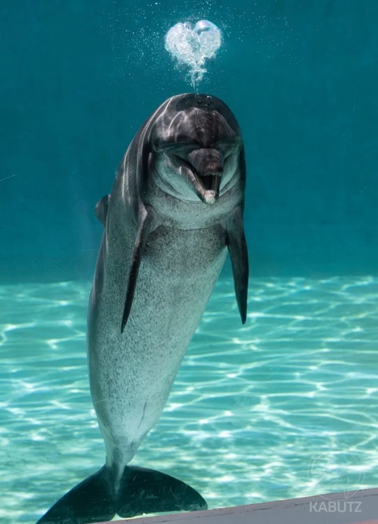 第257期:高市早苗成日本首任女首相?称日本人需像牛马一样工作;国庆周海外游日本最热门;诺贝尔奖出炉 | 百通板 第257期:高市早苗成日本首任女首相?称日本人需像牛马一样工作;国庆周海外游日本最热门;诺贝尔奖出炉 | 百通板