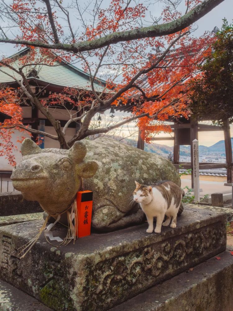 第258期:高市早苗首相梦碎?米仓凉子涉毒?NHK官宣红白主持人 绫濑遥领衔;大阪世博闭幕 | 百通板 第258期:高市早苗首相梦碎?米仓凉子涉毒?NHK官宣红白主持人 绫濑遥领衔;大阪世博闭幕 | 百通板