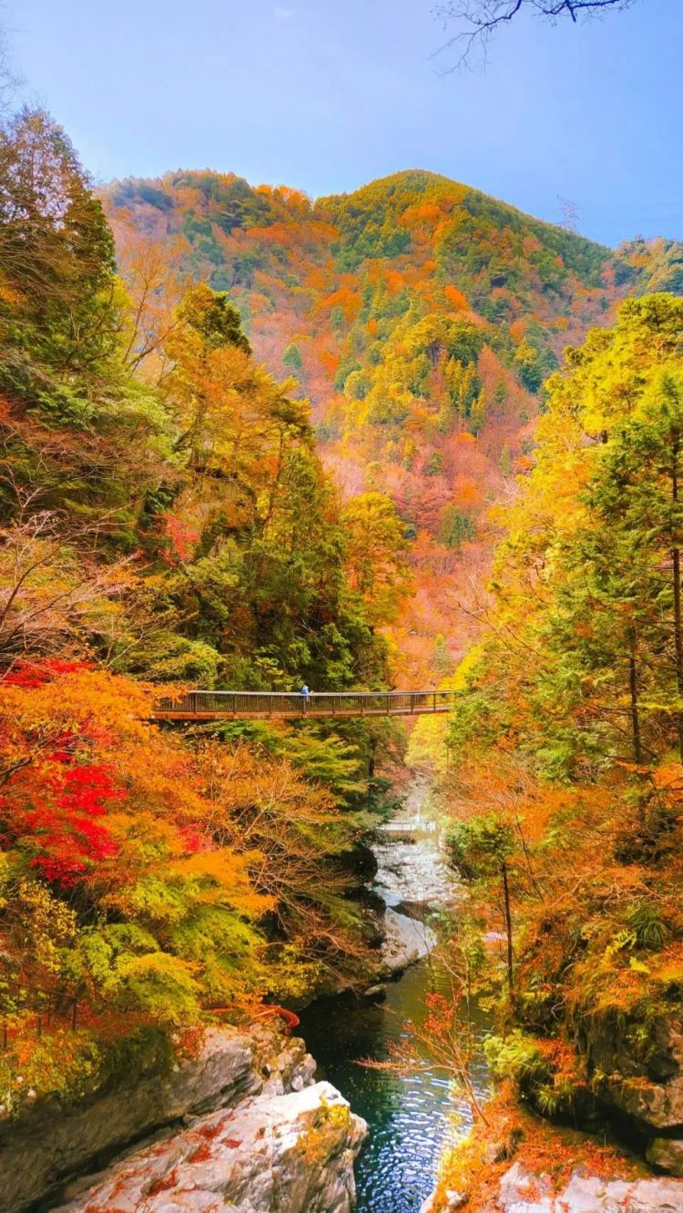 第259期:高市早苗当选 日本首位女首相诞生;露比酱上红白?藤冈靛宣布离婚;村山富市逝世 | 百通板 第259期:高市早苗当选 日本首位女首相诞生;露比酱上红白?藤冈靛宣布离婚;村山富市逝世 | 百通板