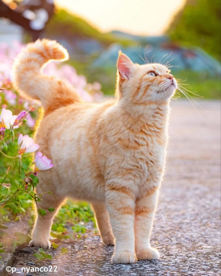 第259期:高市早苗当选 日本首位女首相诞生;露比酱上红白?藤冈靛宣布离婚;村山富市逝世 | 百通板 第259期:高市早苗当选 日本首位女首相诞生;露比酱上红白?藤冈靛宣布离婚;村山富市逝世 | 百通板