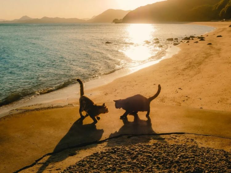 第259期:高市早苗当选 日本首位女首相诞生;露比酱上红白?藤冈靛宣布离婚;村山富市逝世 | 百通板 第259期:高市早苗当选 日本首位女首相诞生;露比酱上红白?藤冈靛宣布离婚;村山富市逝世 | 百通板