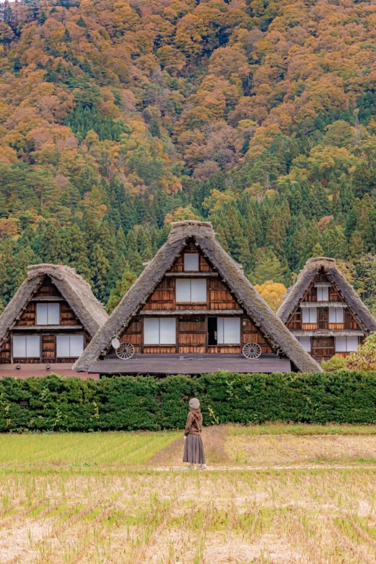 第259期:高市早苗当选 日本首位女首相诞生;露比酱上红白?藤冈靛宣布离婚;村山富市逝世 | 百通板 第259期:高市早苗当选 日本首位女首相诞生;露比酱上红白?藤冈靛宣布离婚;村山富市逝世 | 百通板