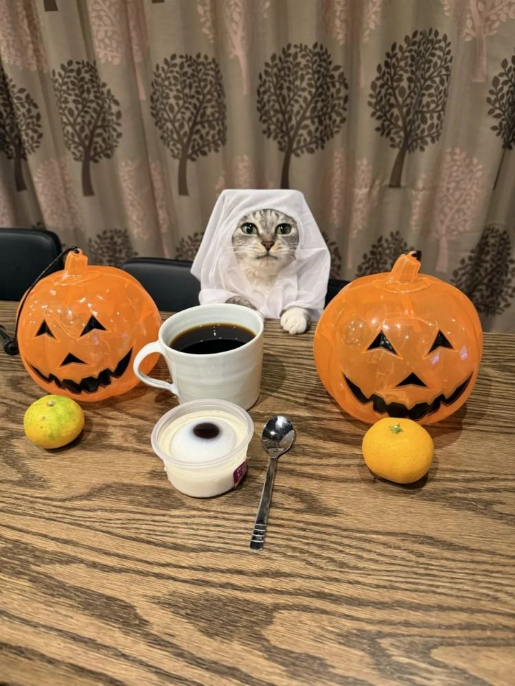 第260期：特朗普与高市早苗会面；龟梨和也与田中美奈实分手？日本熊灾肆虐；安倍晋三枪击案公审 | 百通板