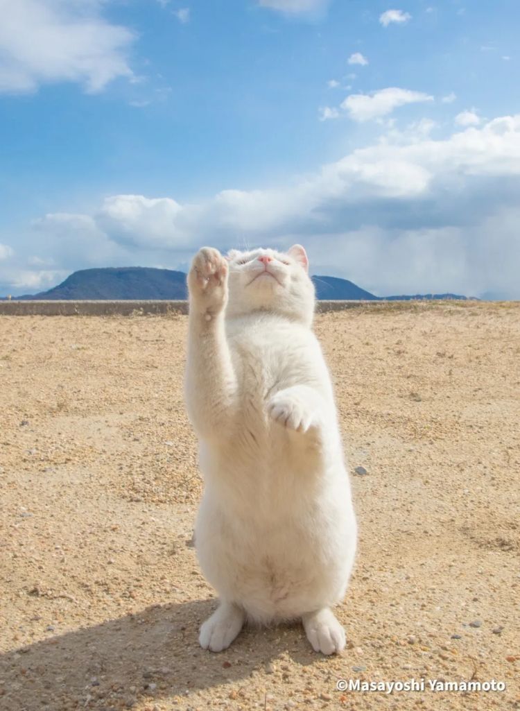 第260期：特朗普与高市早苗会面；龟梨和也与田中美奈实分手？日本熊灾肆虐；安倍晋三枪击案公审 | 百通板