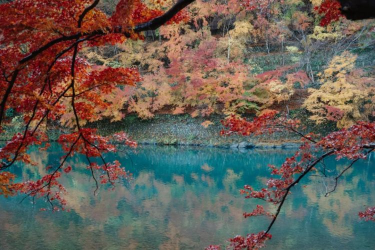 第261期：中国对日免签延长；木村拓哉长女恋爱？中日轮值APEC主席国；哥斯拉续作定名；日本熊灾 | 百通板