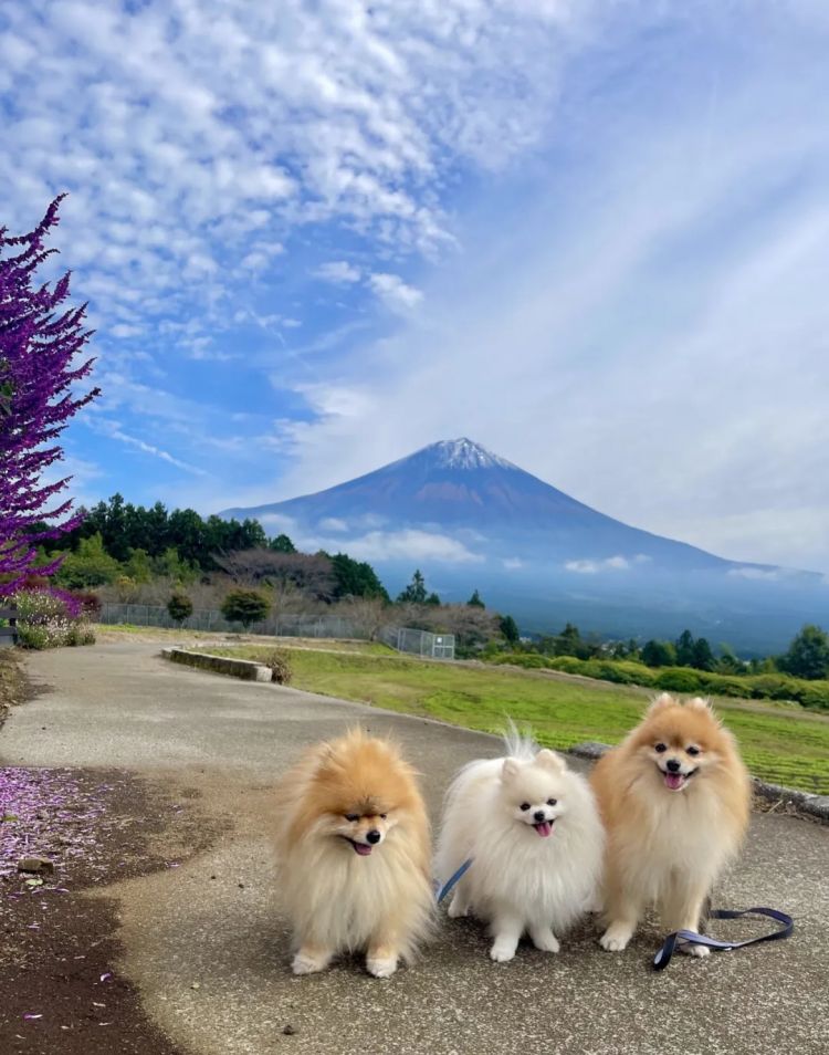 第261期：中国对日免签延长；木村拓哉长女恋爱？中日轮值APEC主席国；哥斯拉续作定名；日本熊灾 | 百通板