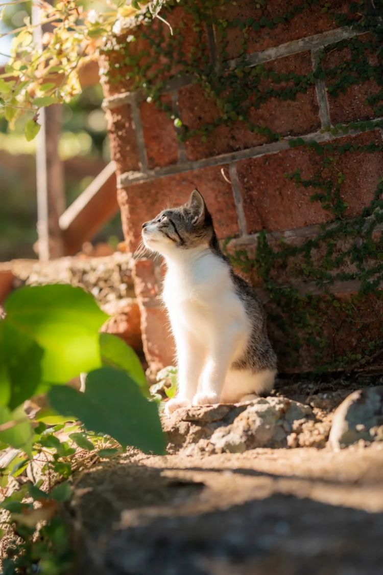第261期：中国对日免签延长；木村拓哉长女恋爱？中日轮值APEC主席国；哥斯拉续作定名；日本熊灾 | 百通板