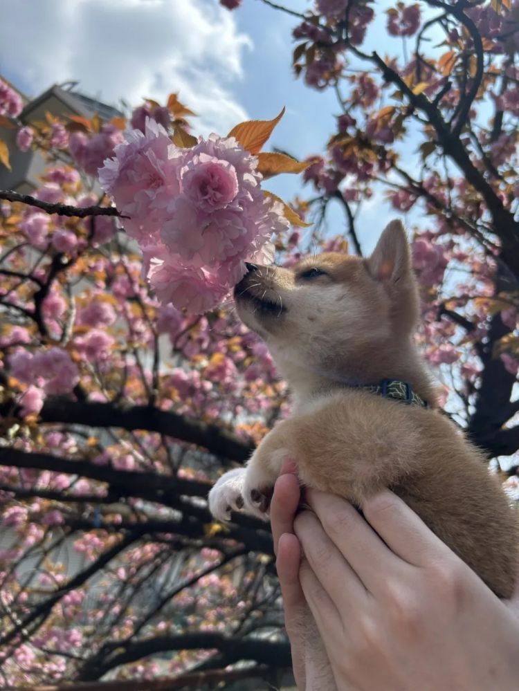 第261期：中国对日免签延长；木村拓哉长女恋爱？中日轮值APEC主席国；哥斯拉续作定名；日本熊灾 | 百通板