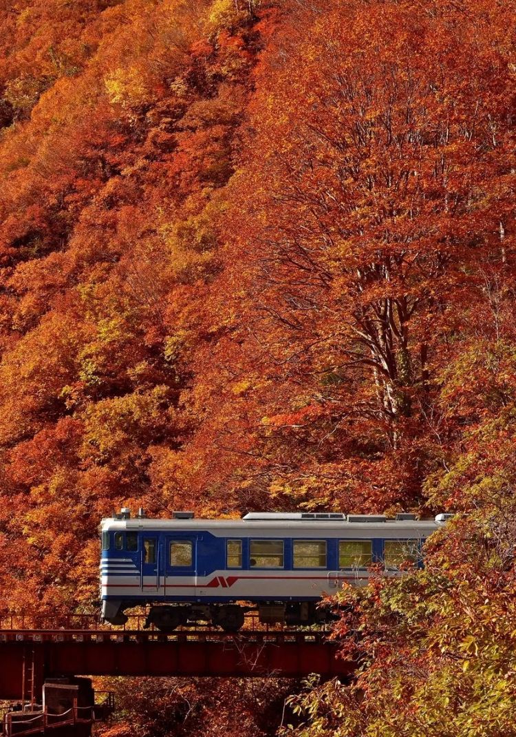 第261期：中国对日免签延长；木村拓哉长女恋爱？中日轮值APEC主席国；哥斯拉续作定名；日本熊灾 | 百通板