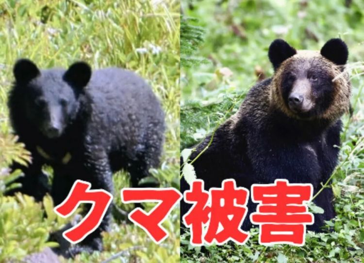 第262期：suica西瓜卡企鹅要毕业？宝可梦新作定档明年；日系车企财报赤字频出？日本熊灾破纪录；aespa将登红白？| 百通板