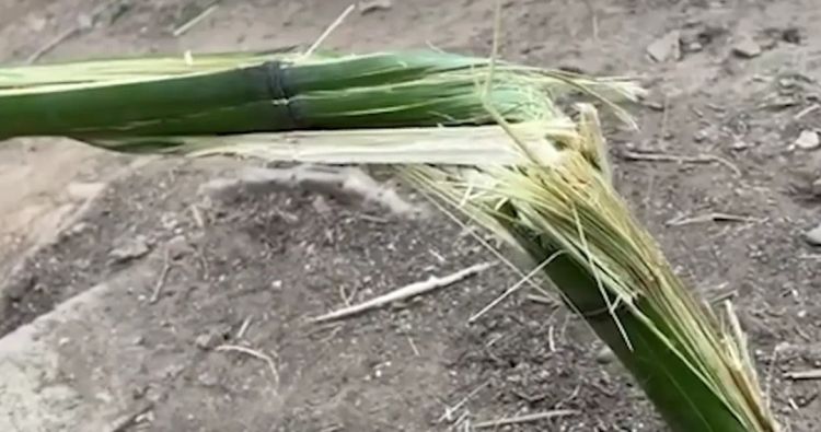 外国游客在竹子上乱涂乱画,日本人崩溃:我把竹子砍了还不行吗? 外国游客在竹子上乱涂乱画,日本人崩溃:我把竹子砍了还不行吗?