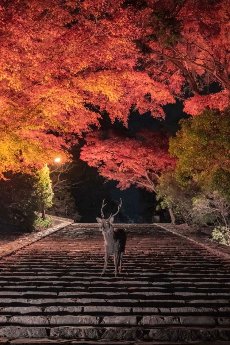 第262期：suica西瓜卡企鹅要毕业？宝可梦新作定档明年；日系车企财报赤字频出？日本熊灾破纪录；aespa将登红白？| 百通板