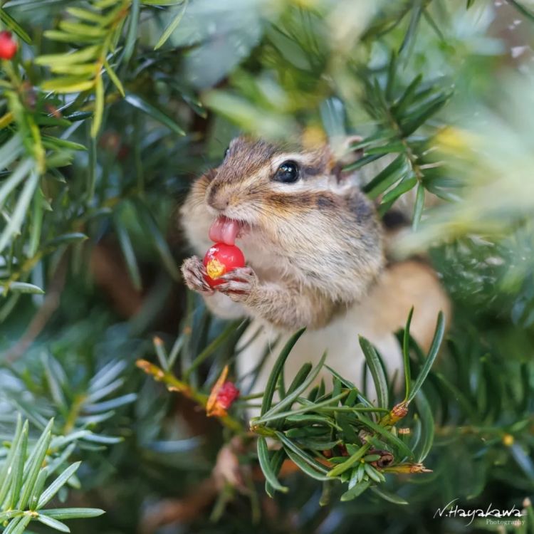 第262期：suica西瓜卡企鹅要毕业？宝可梦新作定档明年；日系车企财报赤字频出？日本熊灾破纪录；aespa将登红白？| 百通板